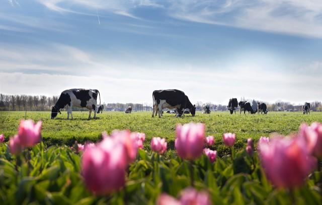 Cows in the field 
